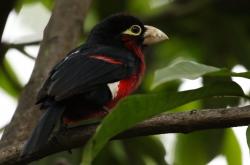 爱游戏官方入口-逆袭之血，从爱尔兰烽火到NBA总决赛的终极接管