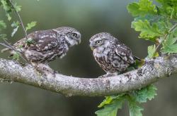 爱游戏下载-英超争冠之夜，小贾伦奏响命运交响曲