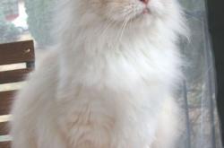 爱游戏娱乐-孤星闪耀，浓眉关键回合不手软，定义欧冠决赛之夜