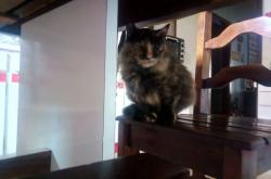 爱游戏下载-末节狂潮！英格拉姆独揽19分导演逆转，鹈鹕力克新疆取关键胜利