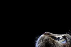 爱游戏tv-爵士碾压步行者，锡安关键先生主宰比赛