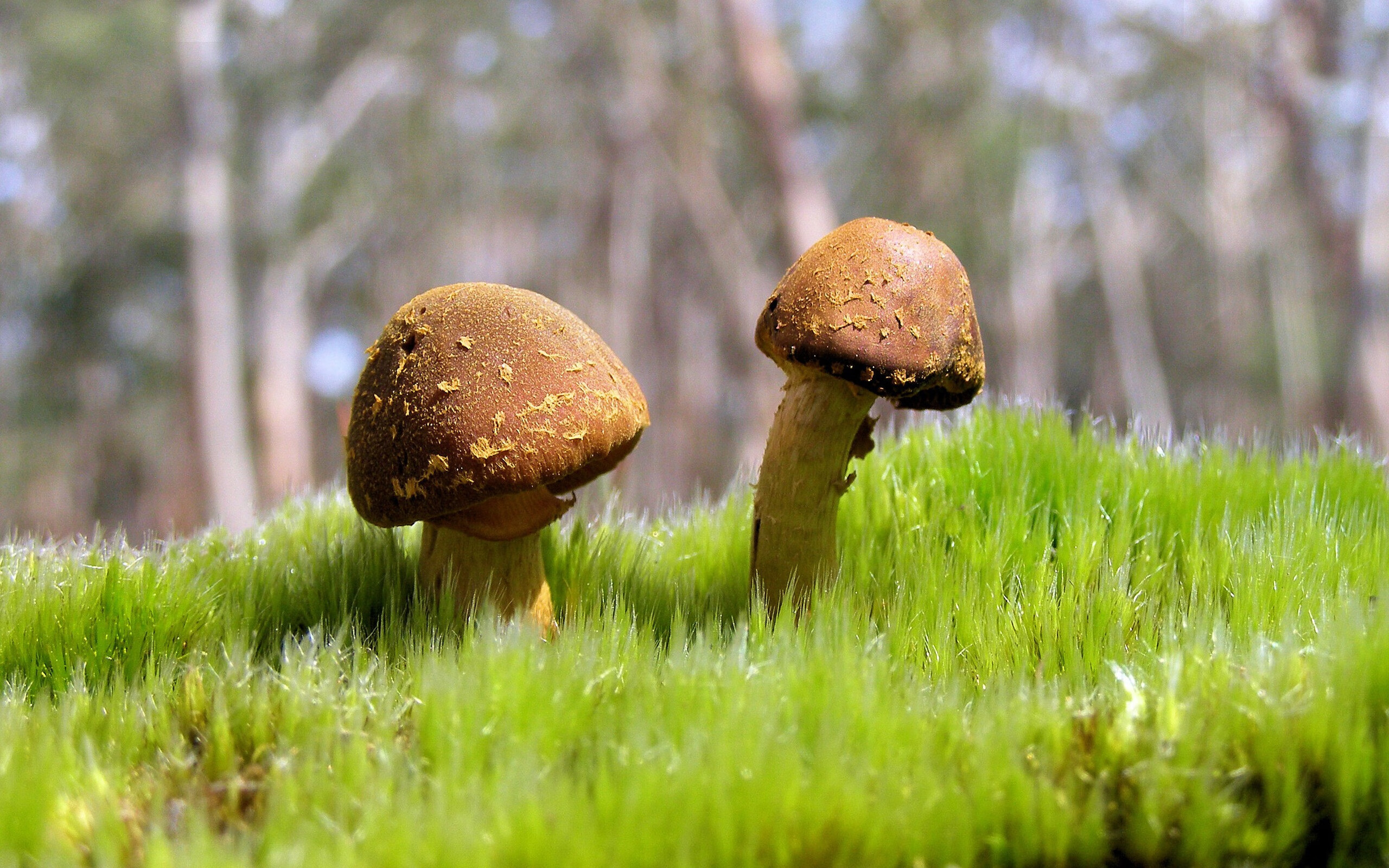 毒刺穿心！黄蜂连续得分狂潮压制活塞，拉梅洛全程高能输出引爆球场