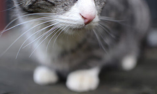 当爵士奏响战术序曲，英超争冠焦点战的战术博弈启示录