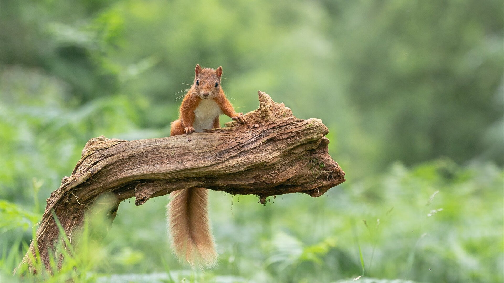 爵士碾压步行者，锡安关键先生主宰比赛