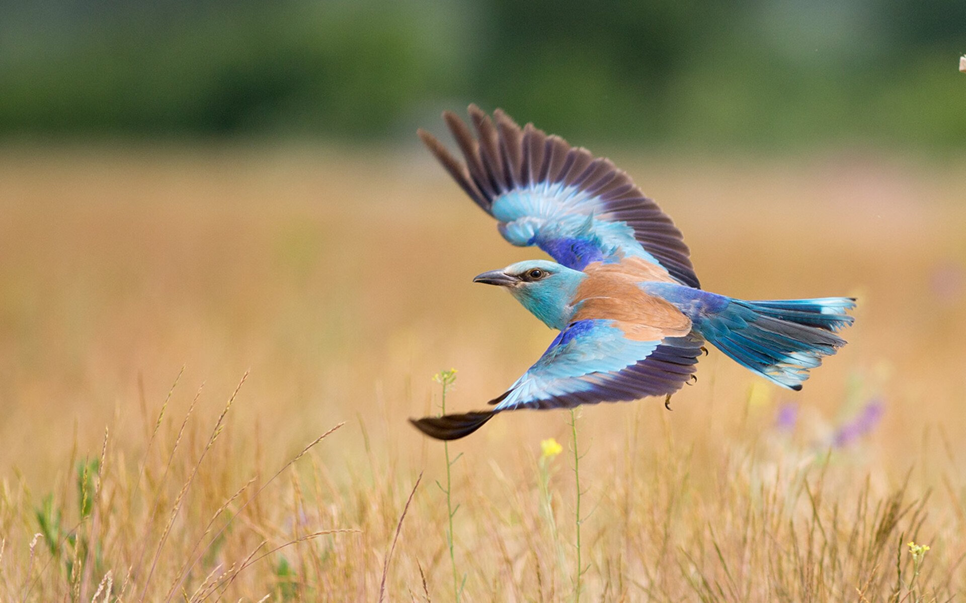 在卢卡库照亮天际线的夜晚，安哥拉正稳稳拿下沙特