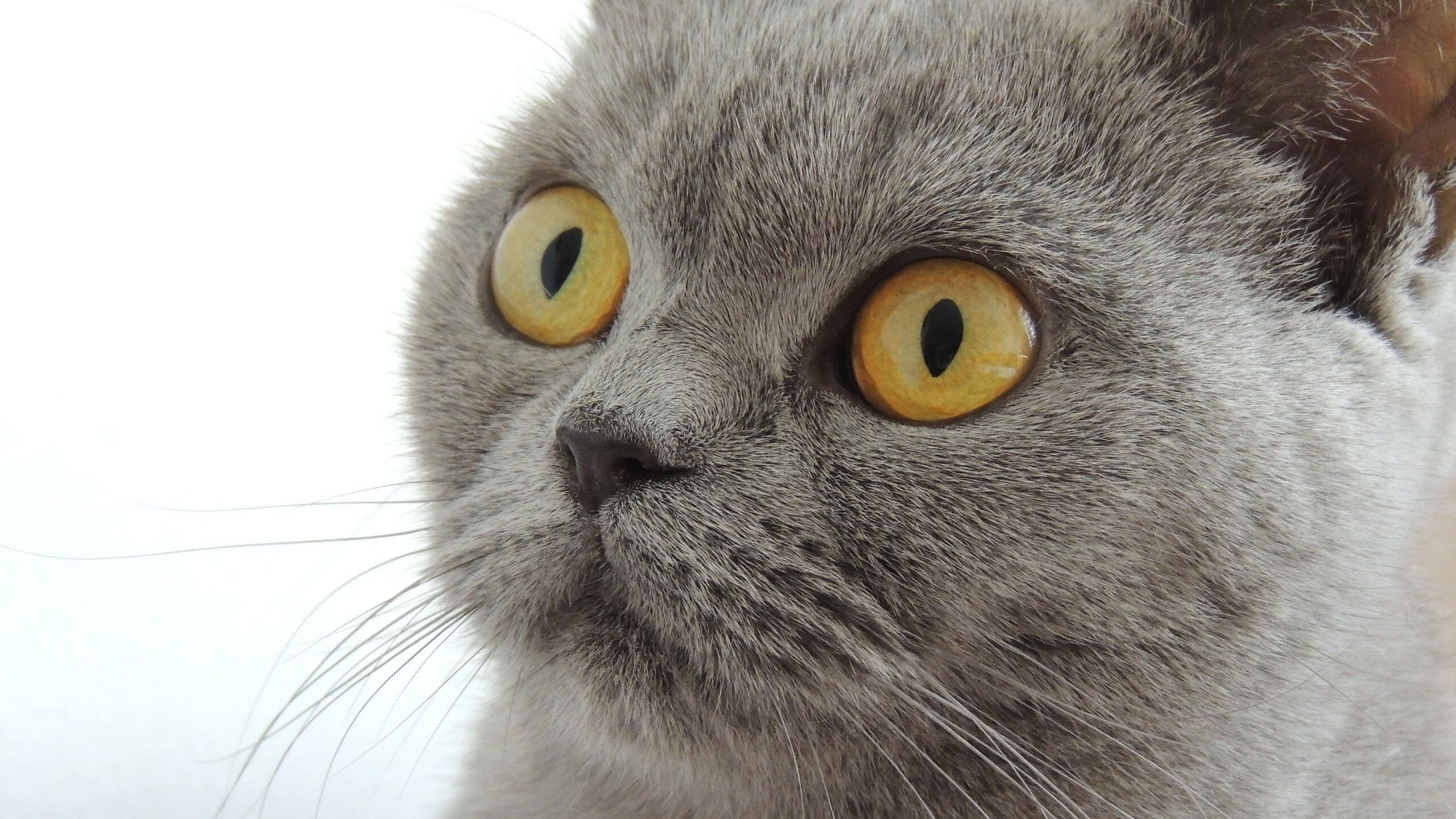 深圳的灯光为谁而亮？布克50分三双引爆跨洋对决